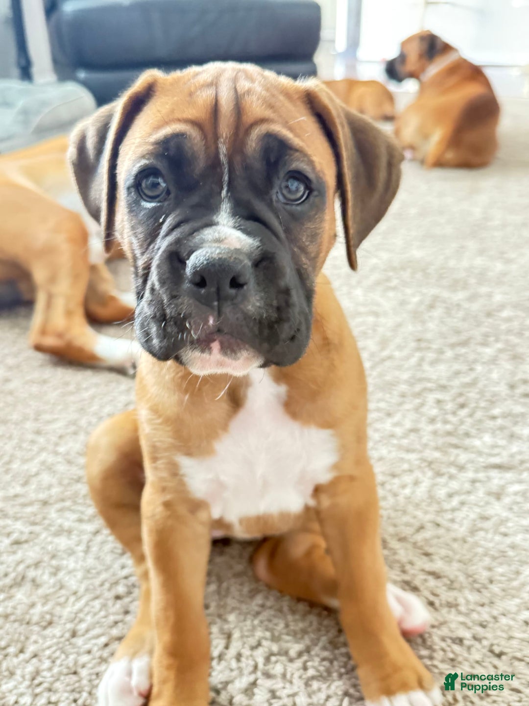 Boxer dogs for sale: Gracie - Image 2