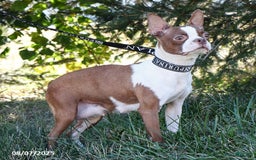 Boston Terrier dogs for sale: Murphy - Image 4