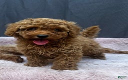 Toy Poodle dogs for sale: Greg - Image 3