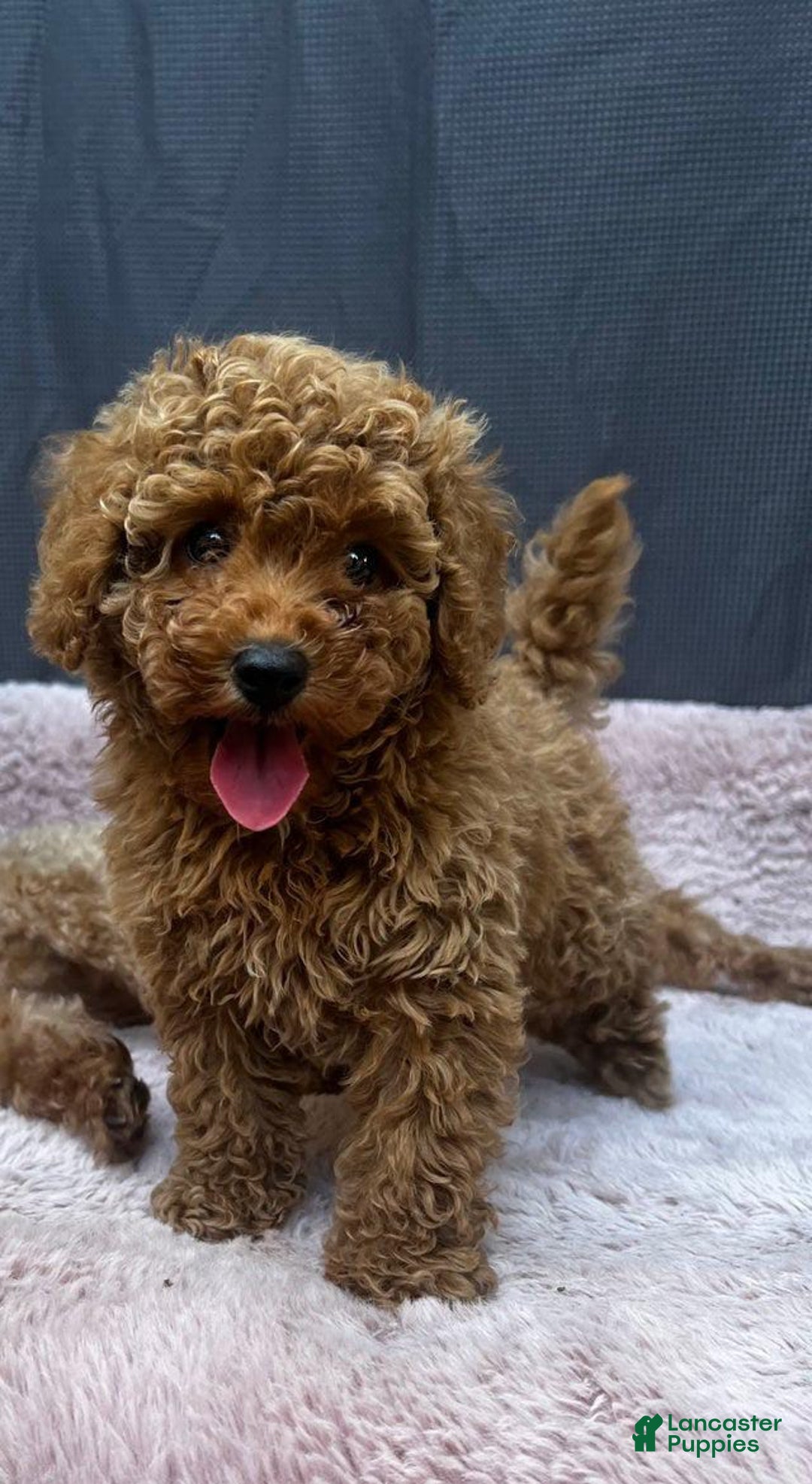Toy Poodle dogs for sale: Greg - Image 3
