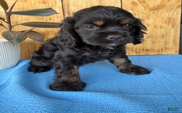 Cocker Spaniel dogs for sale: Tara - Image 5