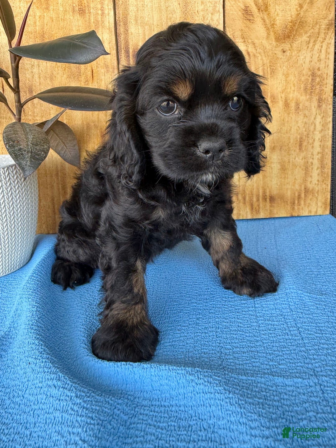 Cocker Spaniel dogs for sale: Tara - Image 5