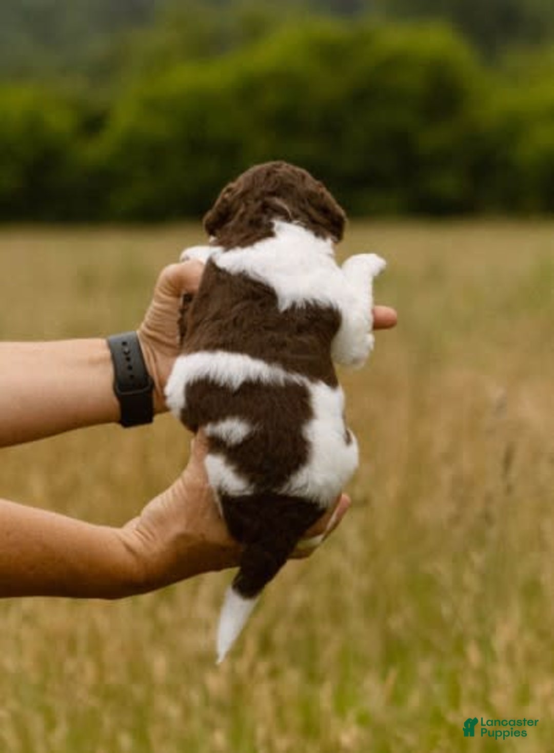 Bernedoodle dogs for sale: Mae - Image 7