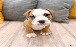 Beabull dogs for sale: Domino - Image 5