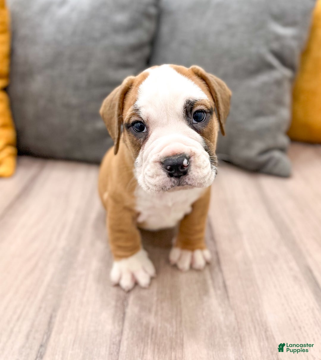 Beabull dogs for sale: Domino - Image 5