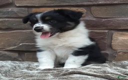 Miniature Australian Shepherd dogs for sale: Maggie - Image 2