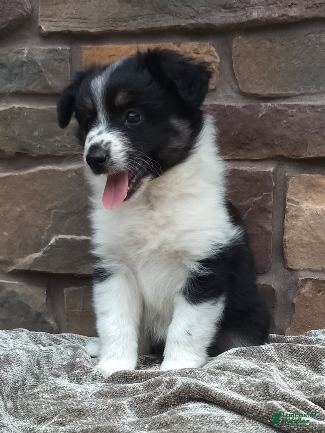 Miniature Australian Shepherd dogs for sale: Maggie - Image 2