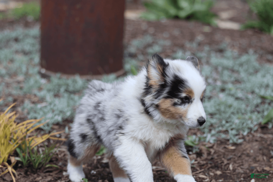 Miniature Australian Shepherd dogs for sale: Washington - Image 9