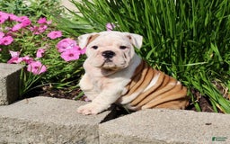 English Bulldog dogs for sale: Whitney - Image 11