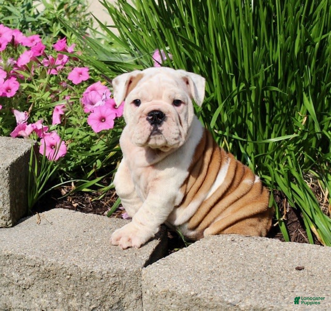 English Bulldog dogs for sale: Whitney - Image 11