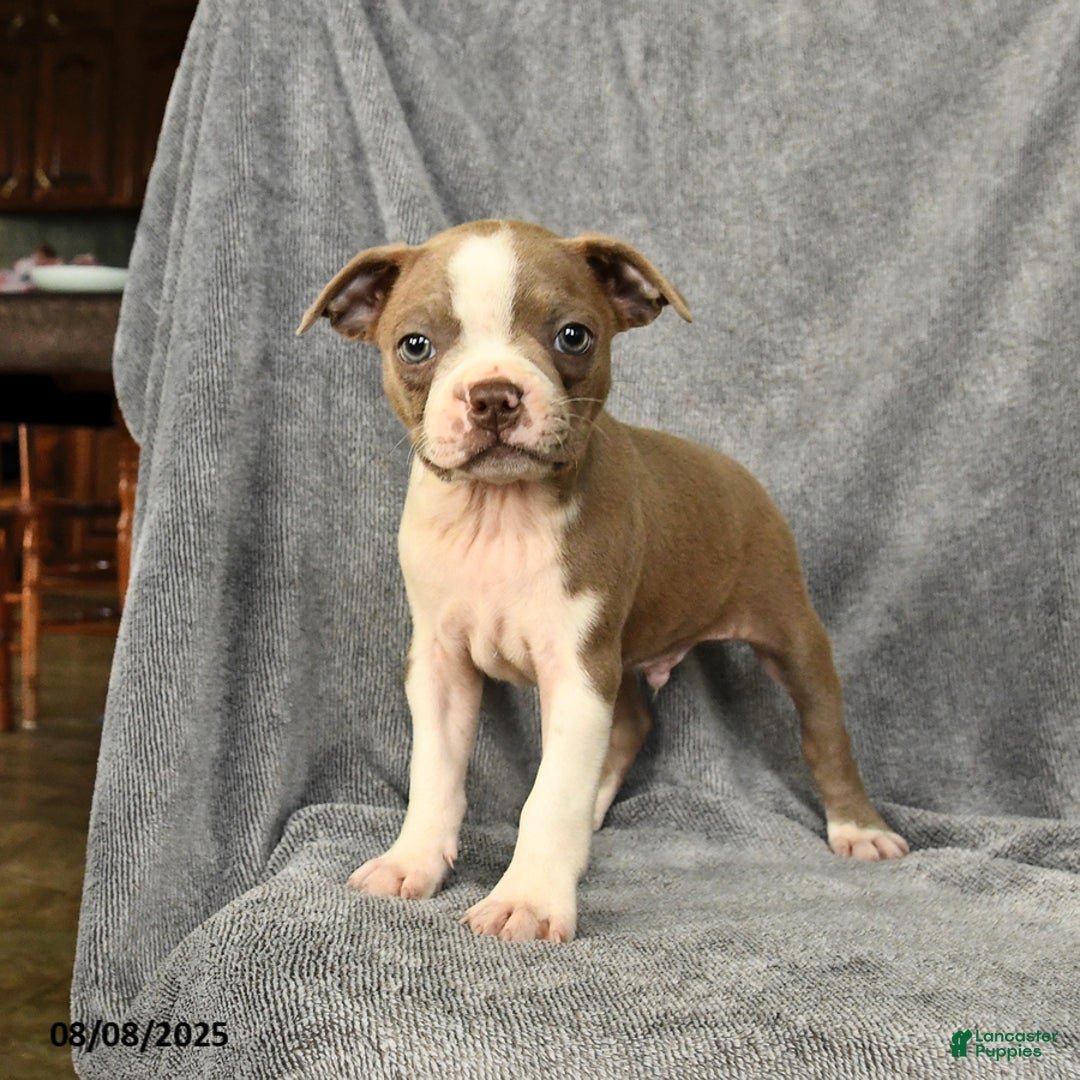 Boston Terrier dogs for sale: Louie - Image 4