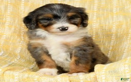 Bernedoodle dogs for sale: Stella - Image 9