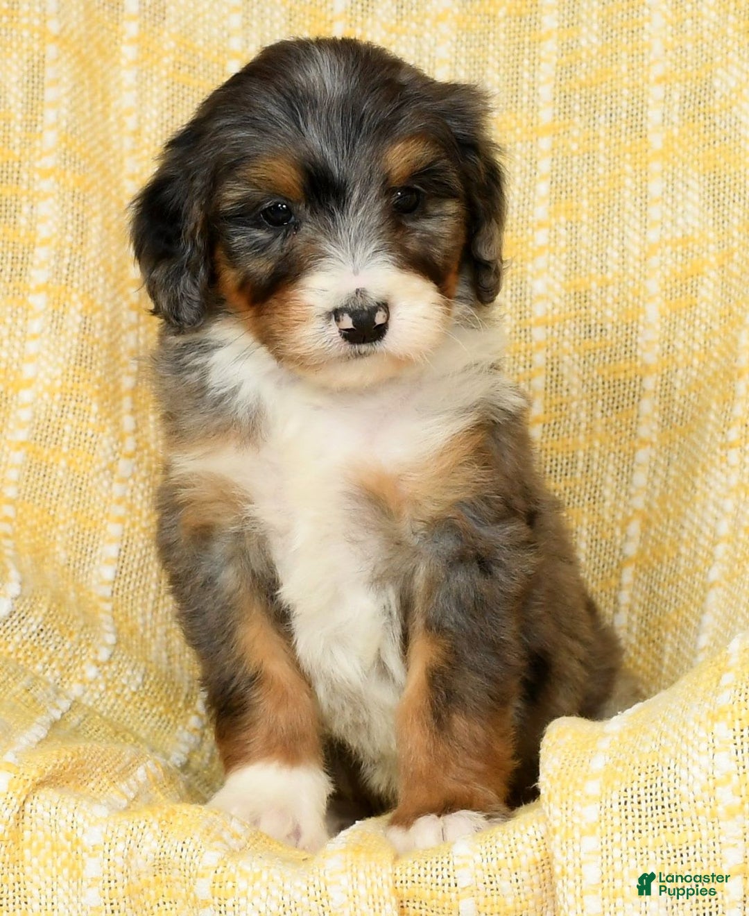 Bernedoodle dogs for sale: Stella - Image 9