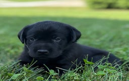Labrador Retriever dogs for sale: Annie - Image 2
