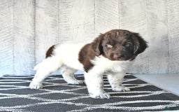 Newfoundland dogs for sale: Jade - Image 2