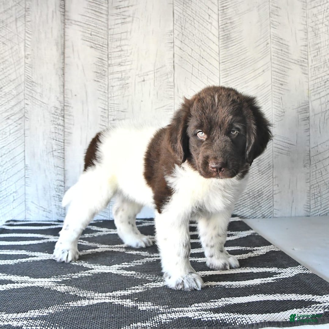 Newfoundland dogs for sale: Jade - Image 2