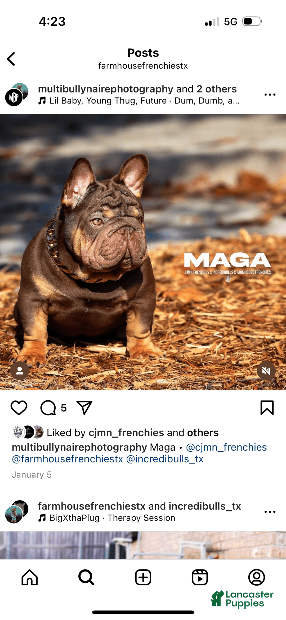 French Bulldog dogs for sale: Milo - Image 7