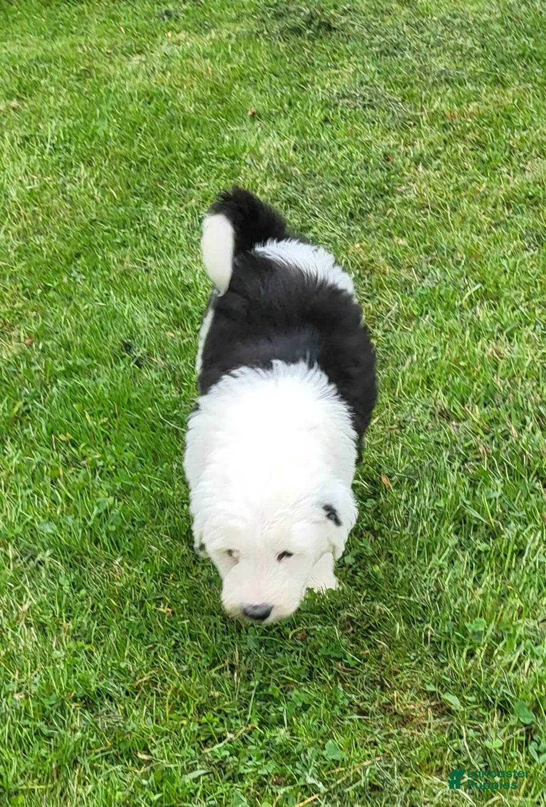 Standard Poodle dogs for sale: Alpine - Image 5