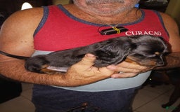 Dachshund dogs for sale: Male - Image 3