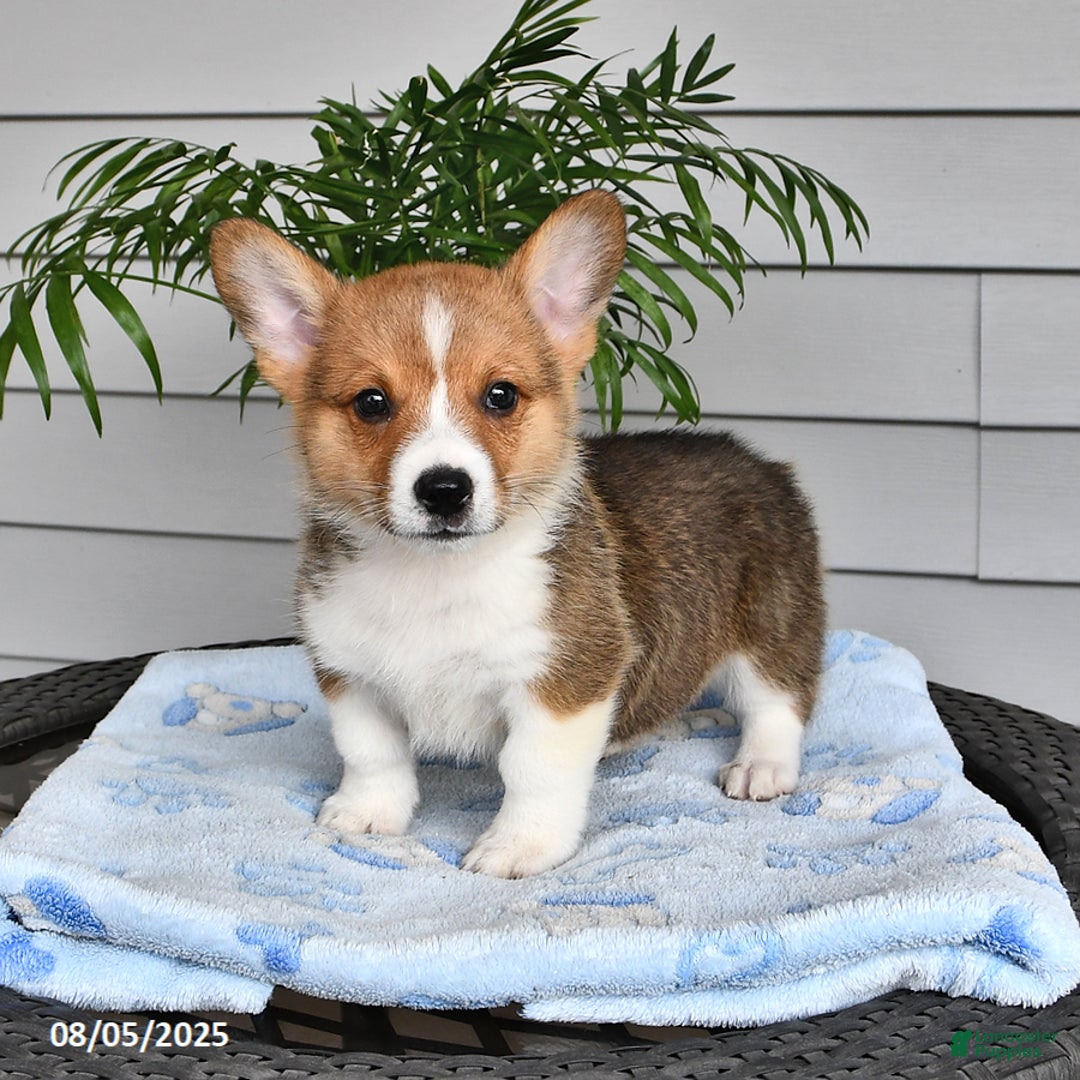 Welsh Corgi Pembroke dogs for sale: Jett - Image 1