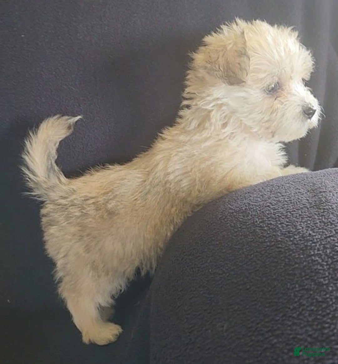 Cavalier King Charles Spaniel dogs for sale: Petey - Image 8