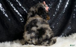 Miniature Poodle dogs for sale: Sharon - Image 3