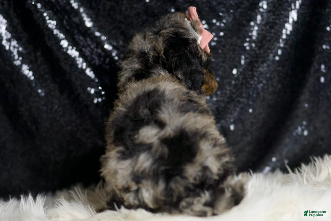 Miniature Poodle dogs for sale: Sharon - Image 3