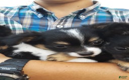Chihuahua dogs for sale: Oreo - Image 5