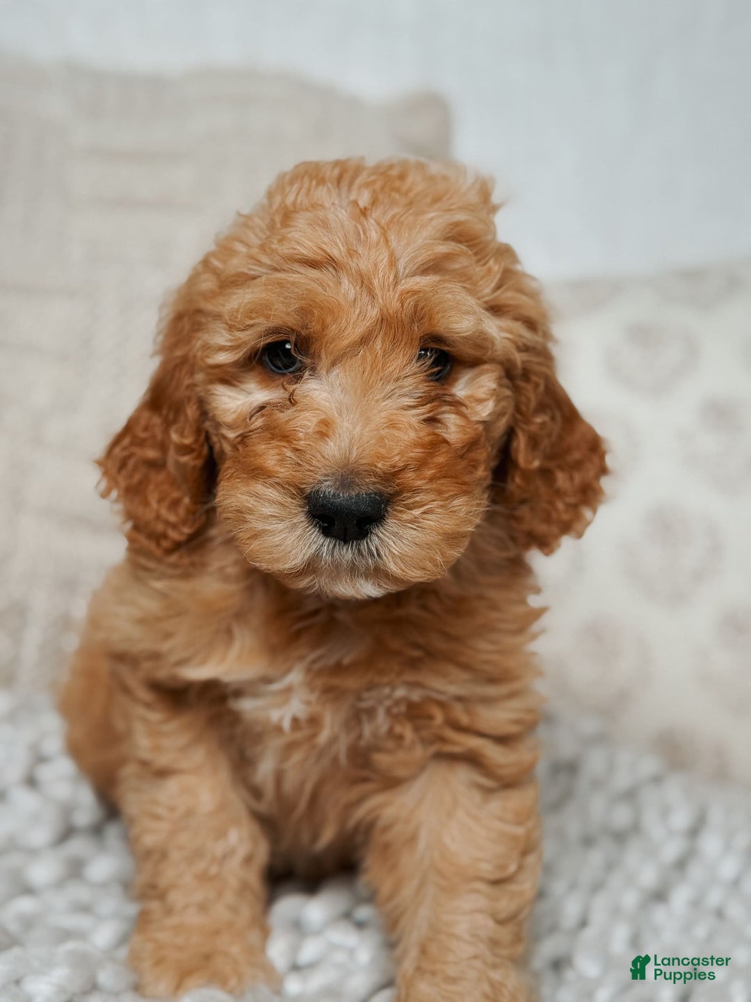 Goldendoodle dogs for sale: Chuck Bass - Image 8