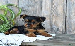 Yorkshire Terrier dogs for sale: Lucas - Image 4