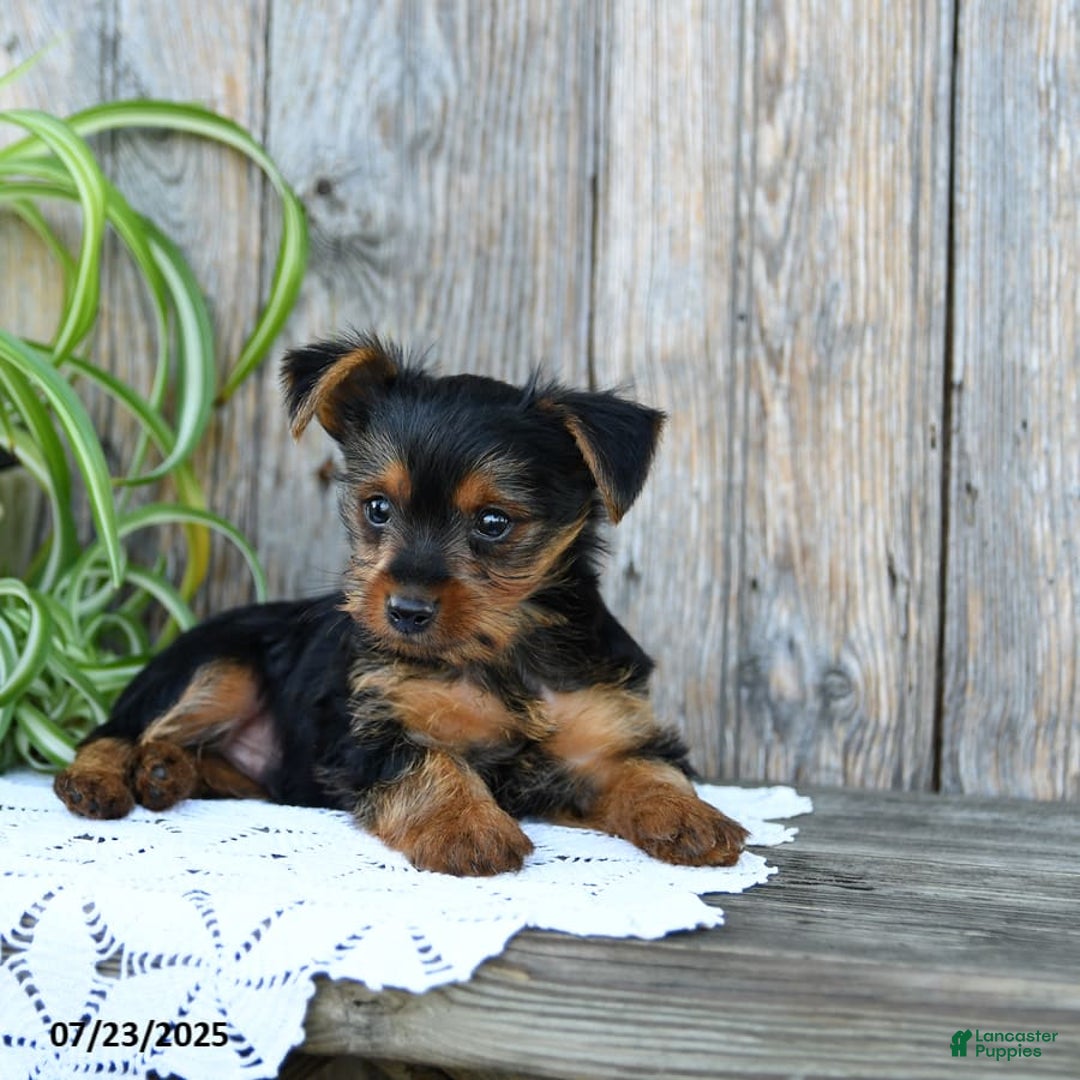 Yorkshire Terrier dogs for sale: Lucas - Image 4