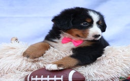 Bernese Mountain Dog dogs for sale: Sweetheart - Image 6