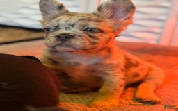 French Bulldog dogs for sale: Beth - Image 4