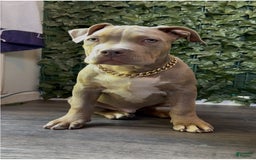 American Bully dogs for sale: Raine - Image 6