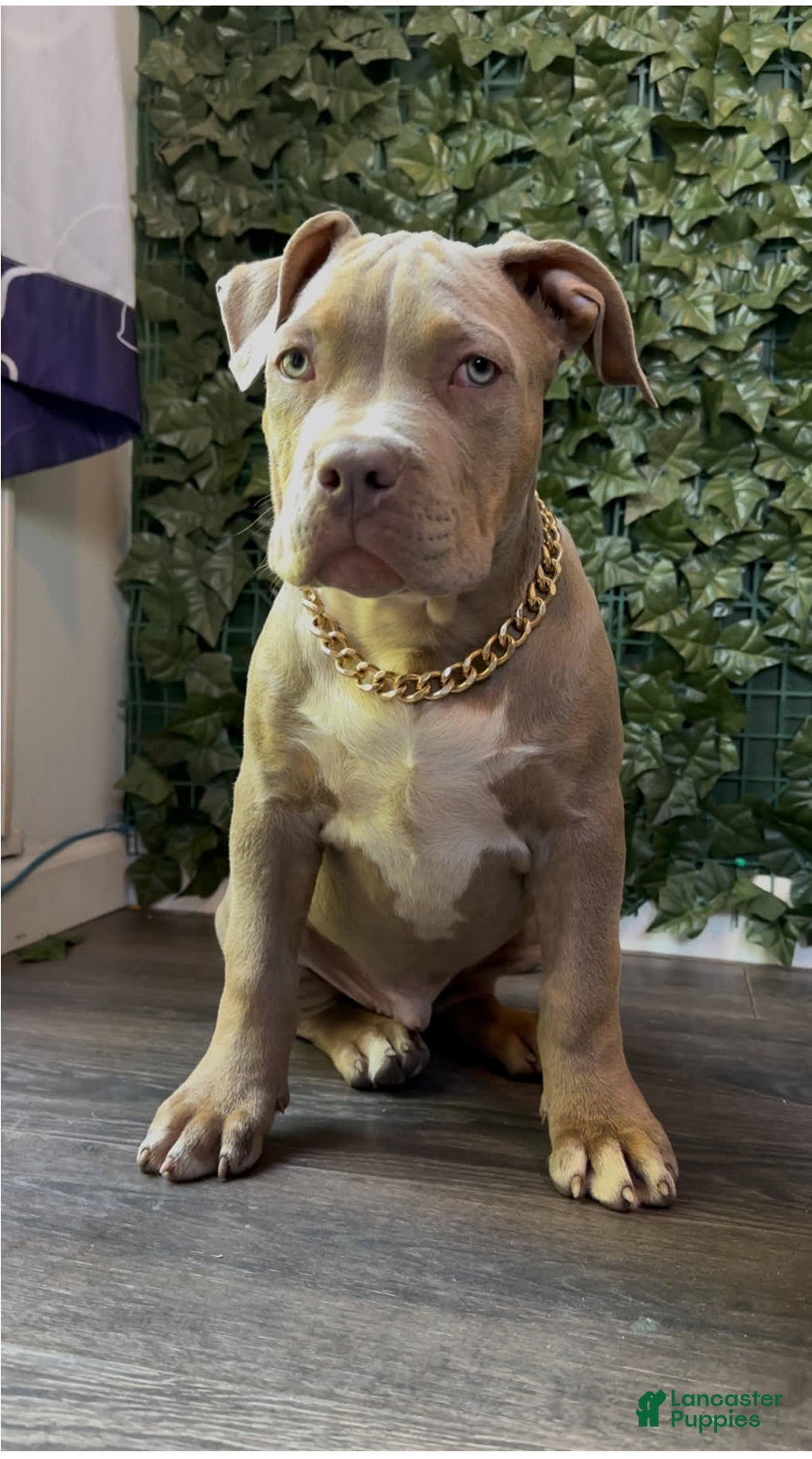 American Bully dogs for sale: Raine - Image 6