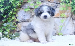 Mini Goldendoodle dogs for sale: Oreo F1b - Image 4