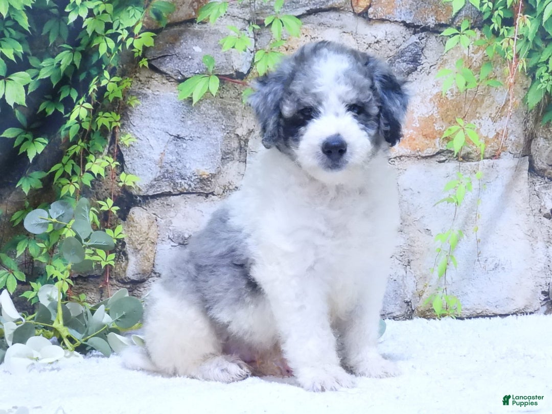 Mini Goldendoodle dogs for sale: Oreo F1b - Image 4