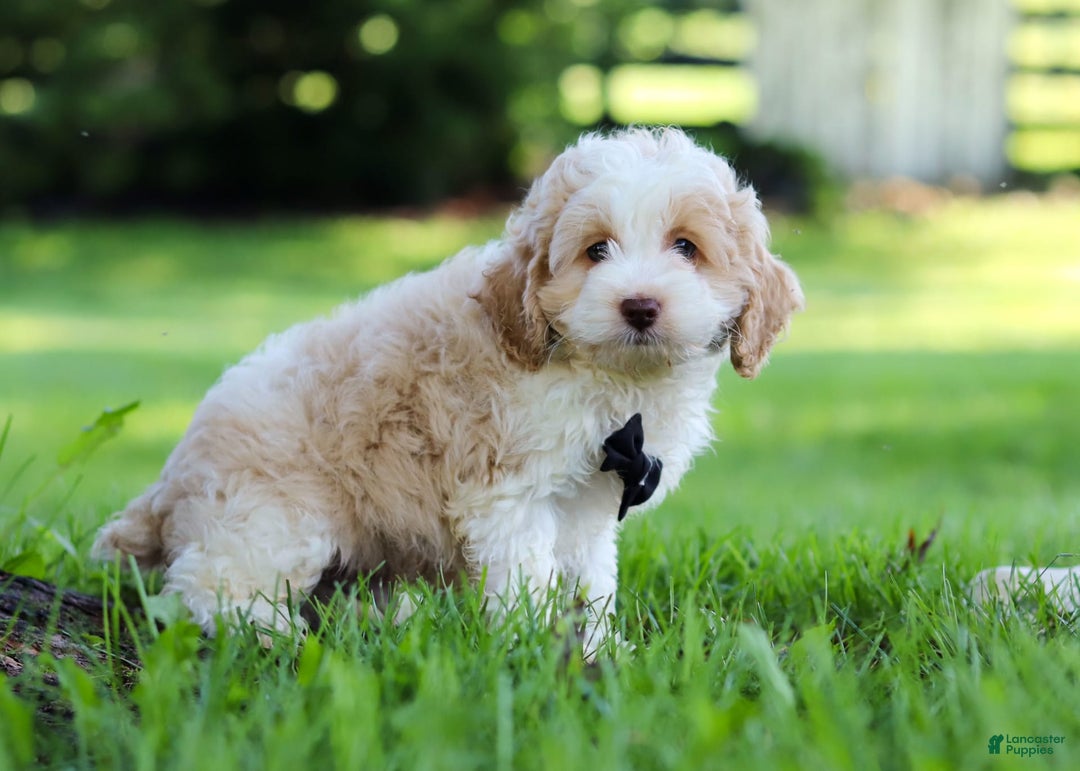 Cockapoo dogs for sale: Aero - Image 1