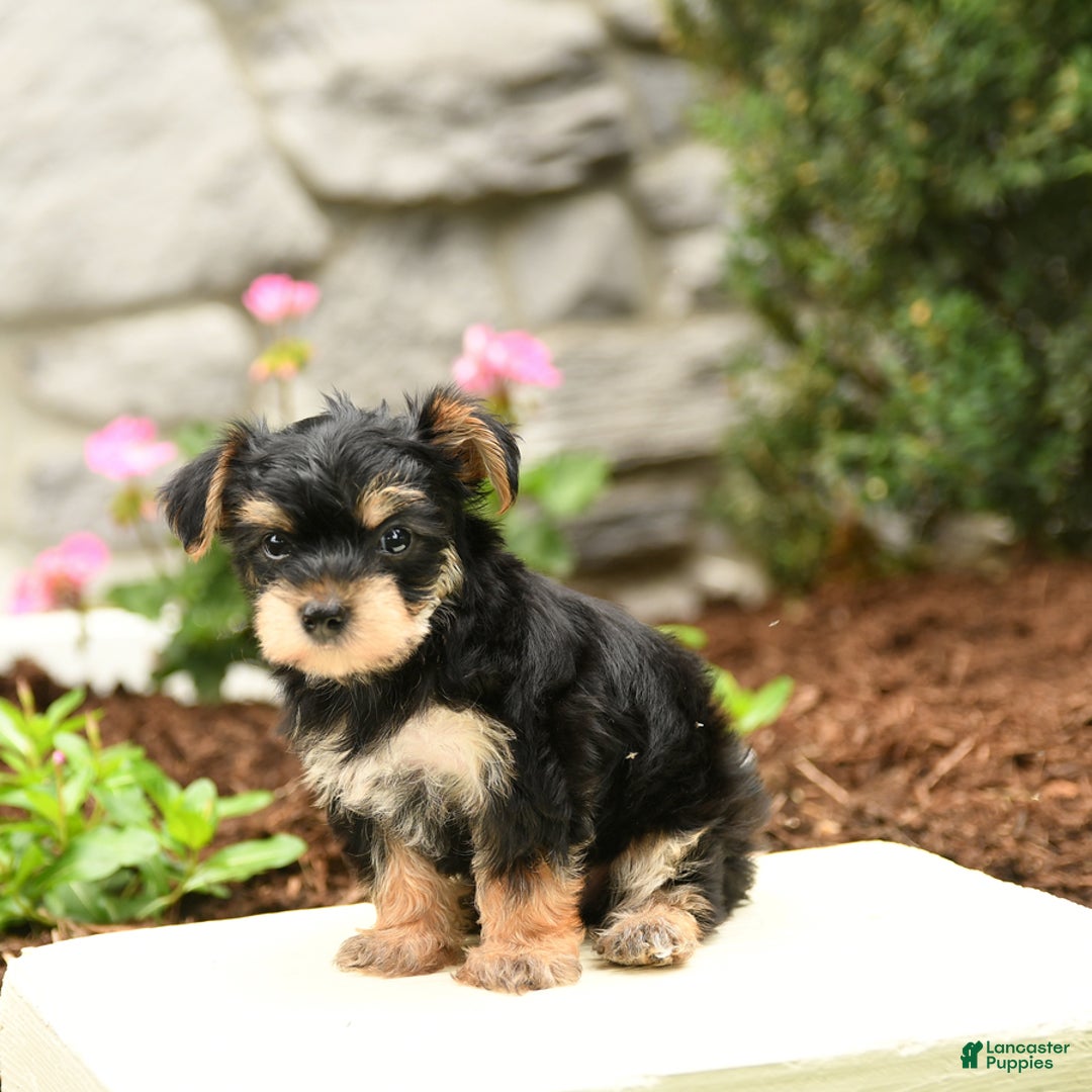 Yorkshire Terrier dogs for sale: Roger - Image 2