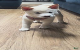 Shiba Inu dogs for sale: Luna - Image 1