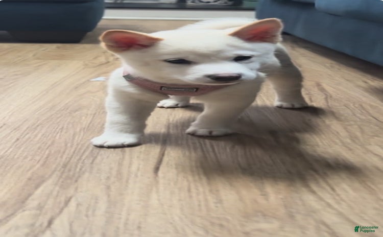Shiba Inu dogs for sale - Ad 1