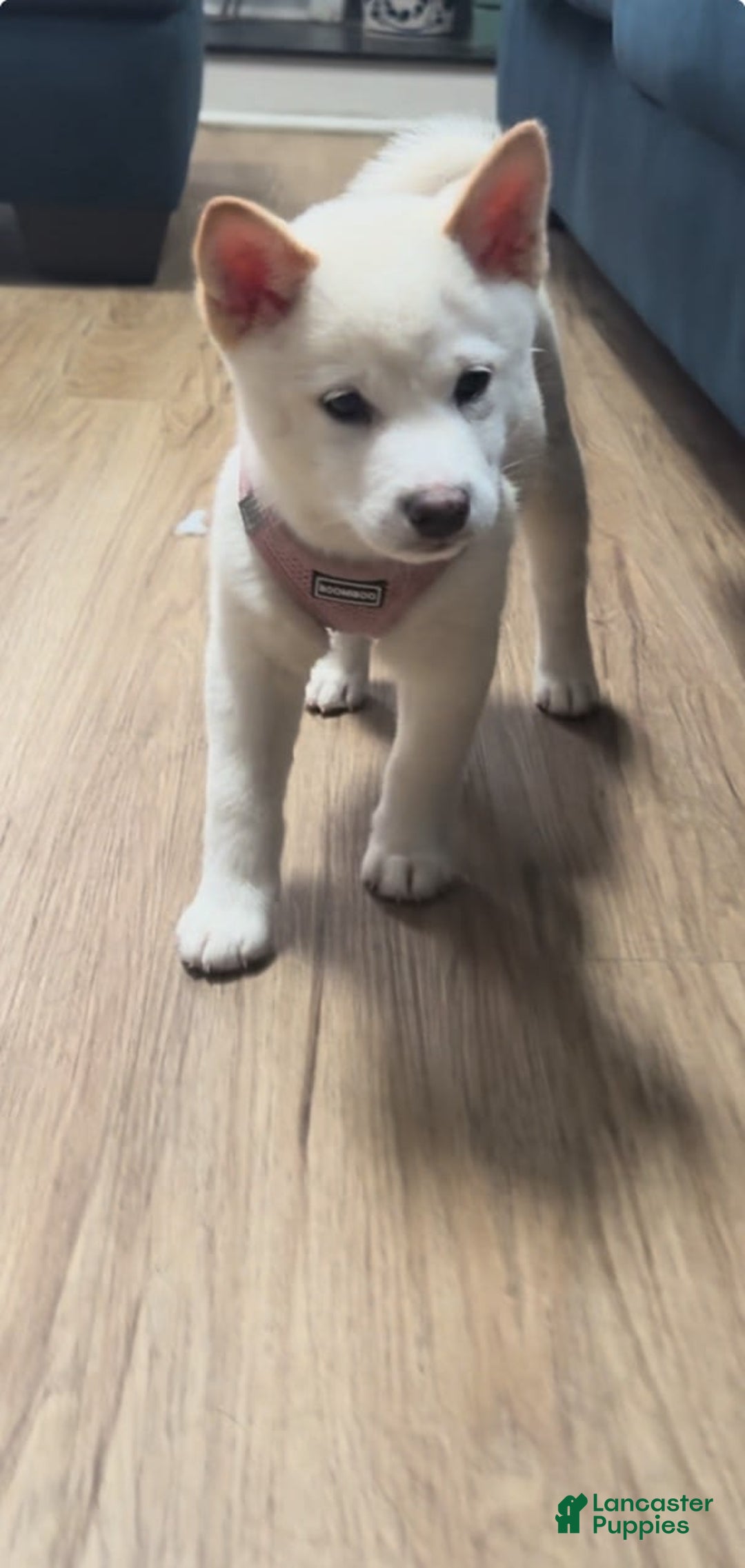Shiba Inu dogs for sale: Luna - Image 1