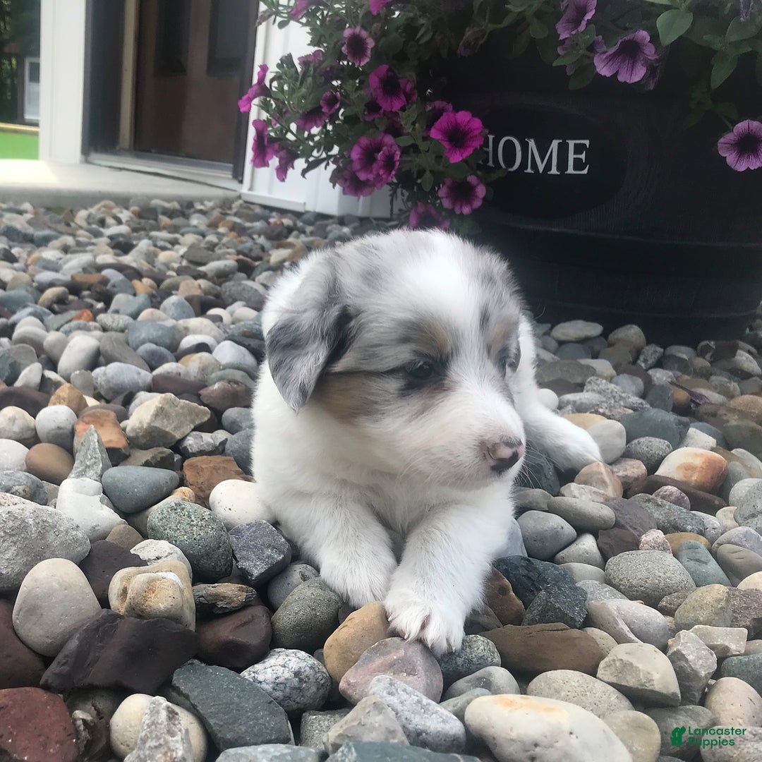 English Shepherd dogs for sale: Tracey - Image 6