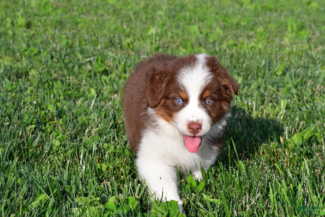 Australian Shepherd dogs for sale: Polly - Image 1