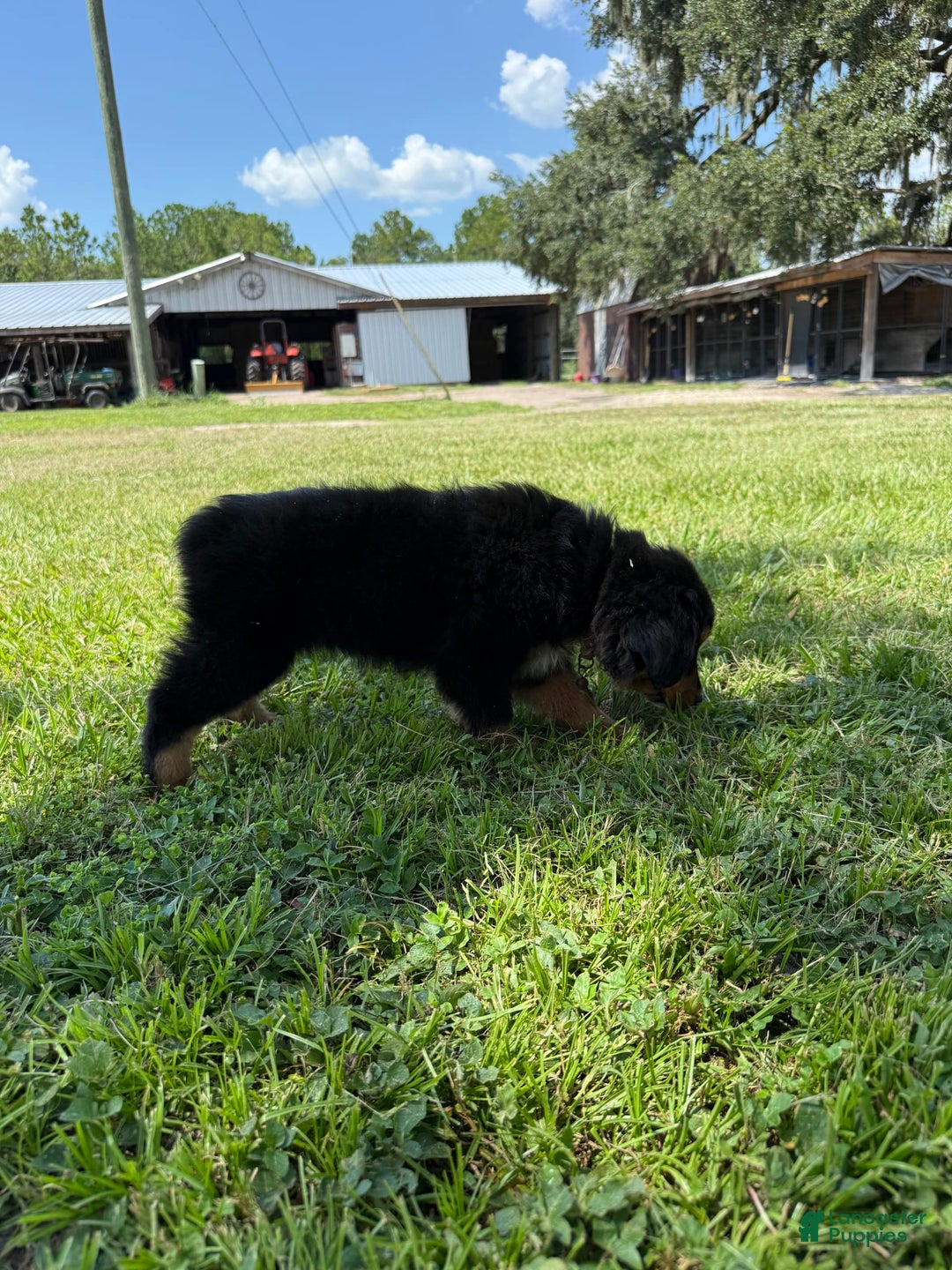 Miniature Australian Shepherd dogs for sale: F-Brown - Image 6