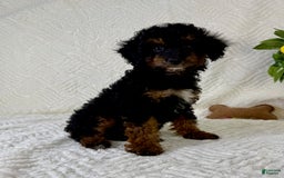 Cockapoo dogs for sale: Cockapoo 5 puppies - Image 16