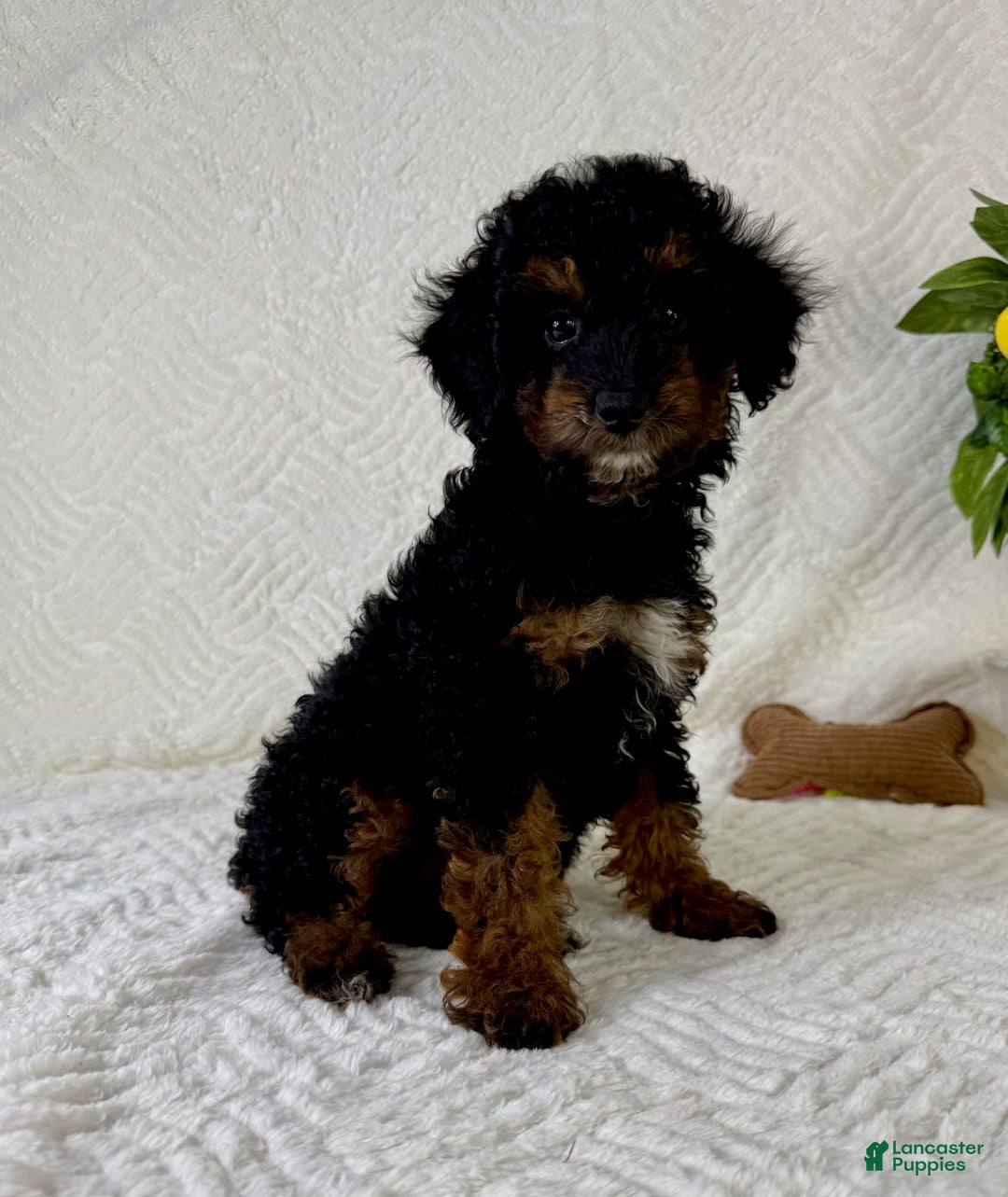Cockapoo dogs for sale: Cockapoo 5 puppies - Image 16