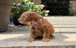 Goldendoodle dogs for sale: Lucy - Image 3