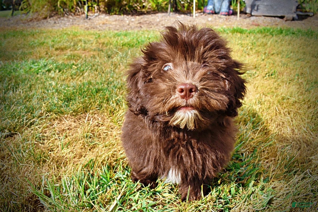 Havapoo dogs for sale: Humble - Image 10