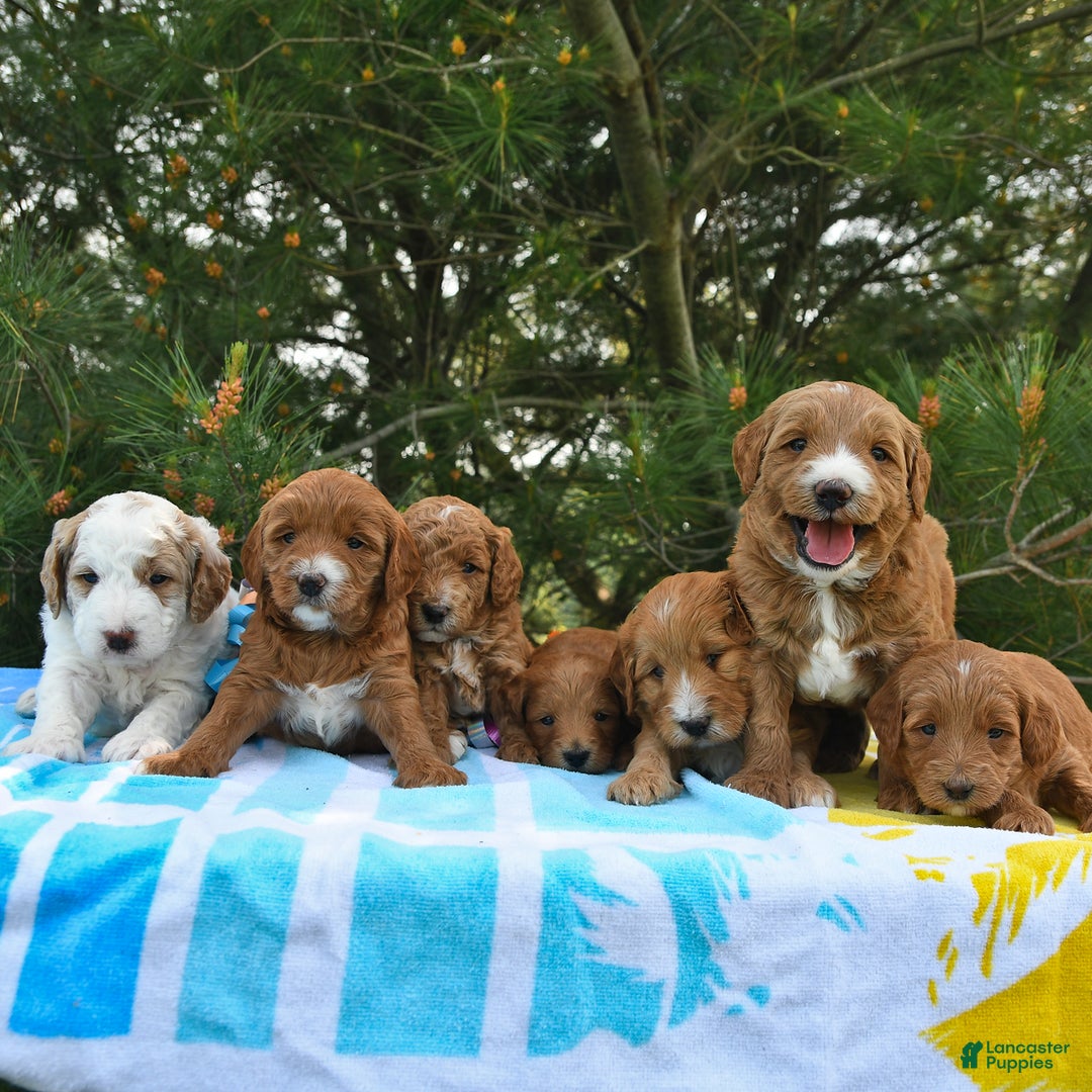 Mini Goldendoodle dogs for sale: Dallas - Image 6